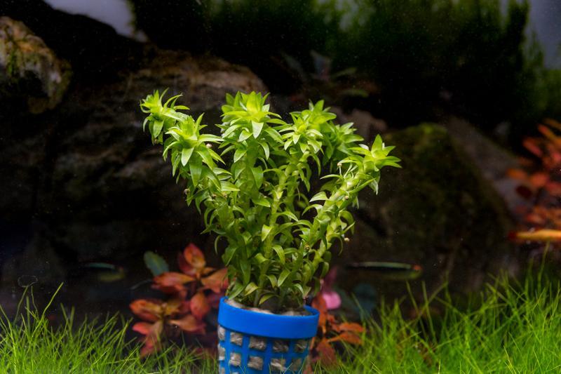 Healthy Tonina Fluviatilis aquatic plant from IS, featuring vibrant green stems and finely detailed leaves for freshwater aquariums.