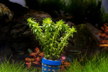 Tonina Fluviatilis Aquarium Plant — Buce Plant