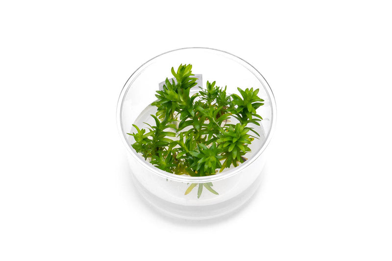 Tonina Fluviatilis Tissue Culture Aquatic Plant - Buce Plant