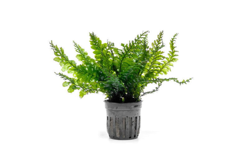 Trichomanes Javanicum Borneo Fern terrarium plant with delicate green fronds in a natural setting.