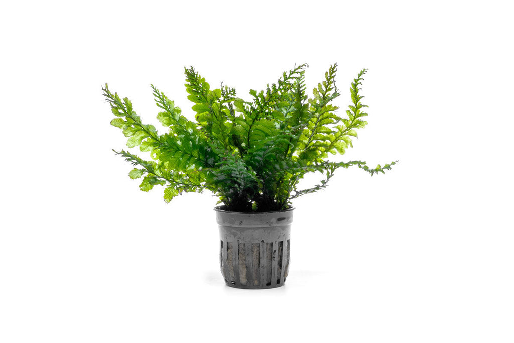 Ferns Aquarium Plant — Buce Plant