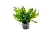 Trichomanes Javanicum Borneo Fern terrarium plant with lush green fronds, showcased in a natural setting.