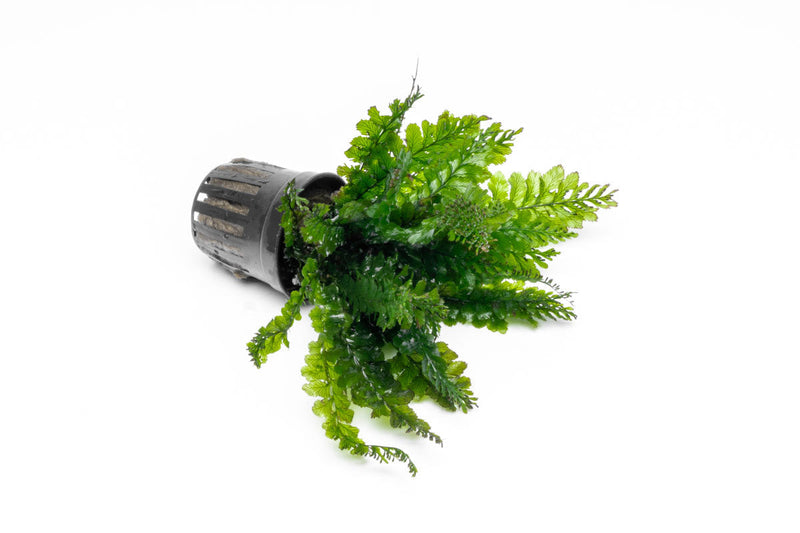 Healthy Trichomanes Javanicum Borneo Fern terrarium plant by ACW, lush green fern with delicate fronds for indoor terrariums.