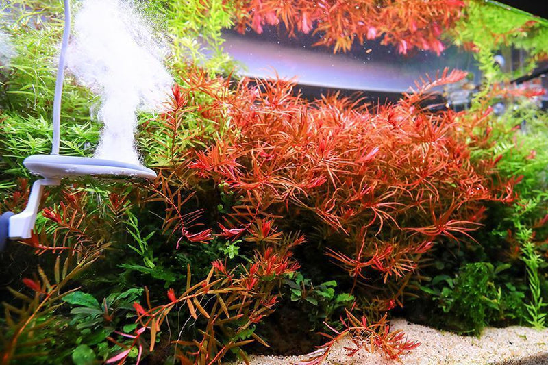 Twinstar Algae Inhibitor accessory for aquarium algae control, shown in packaging with product name.