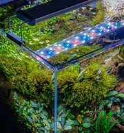 Twinstar LED - B Line Aquarium Light Fixture Lighting - Buce Plant