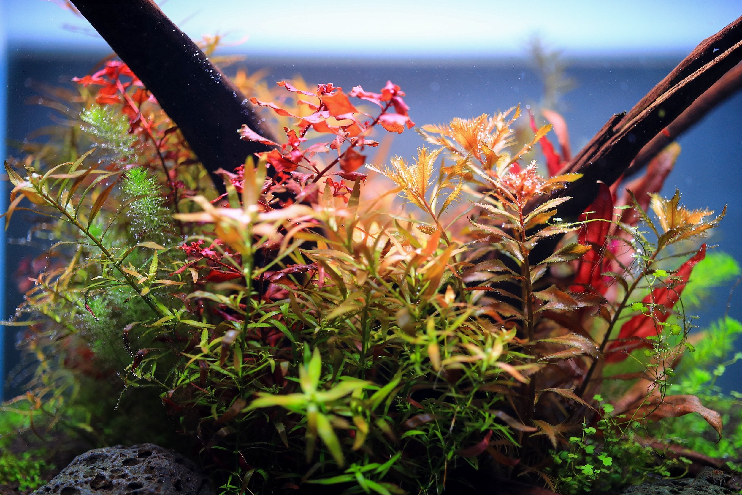 カミハタ TWINSTAR LIGHT 900SA Twinstar LED - S Series Aquarium Light Fixture — Buce Plant