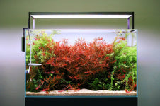 Twinstar LED - S Series Aquarium Light Fixture — Buce Plant