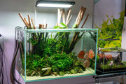 Ultum Nature Systems Titan 1 LED Light Lighting - Buce Plant
