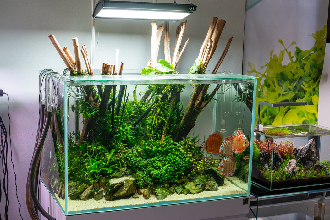 Aqua Worx EOS LED Aquarium Light - RGB — Buce Plant