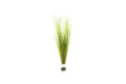 Umbrella Hair Grass (Eleocharis Vivipara) Aquatic Plant - Buce Plant