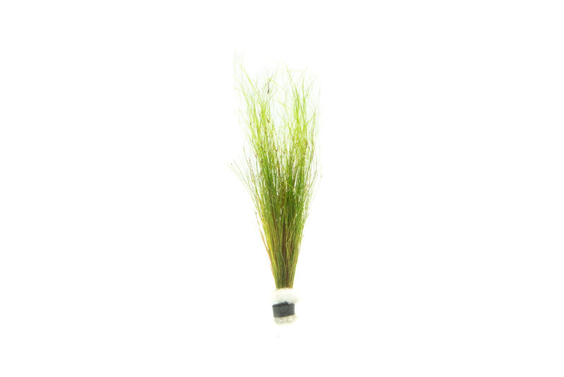 Umbrella Hair Grass (Eleocharis Vivipara) Aquatic Plant - Buce Plant