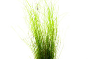 Umbrella Hair Grass (Eleocharis Vivipara) Aquatic Plant - Buce Plant