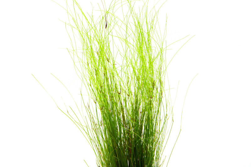 Umbrella Hair Grass (Eleocharis Vivipara) Aquatic Plant - Buce Plant
