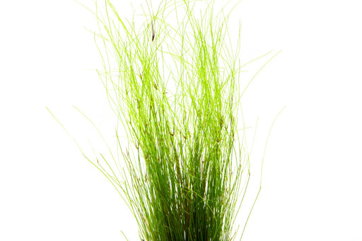 Umbrella Hair Grass (Eleocharis Vivipara)