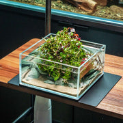 Clear rimless UNS 16S aquarium by Ultum Nature Systems, 0.5-gallon ultra-clear glass tank for freshwater or marine setups