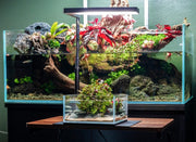 Ultra Clear Rimless Aquarium by Ultum Nature Systems, 0.5 gallon UNS 16S tank with sleek, transparent glass for freshwater or marine setups.