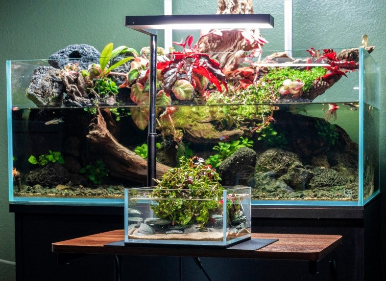 Ultra Clear Rimless Aquarium by Ultum Nature Systems, 0.5 gallon UNS 16S tank with sleek, transparent glass for freshwater or marine setups.