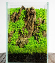 UNS 16T - 1.6 Gallon Ultra Clear Rimless Aquarium Rimless Tanks - Buce Plant
