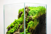 UNS 16T - 1.6 Gallon Ultra Clear Rimless Aquarium Rimless Tanks - Buce Plant