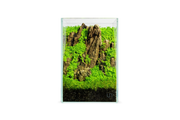 UNS 16T - 1.6 Gallon Ultra Clear Rimless Aquarium Rimless Tanks - Buce Plant