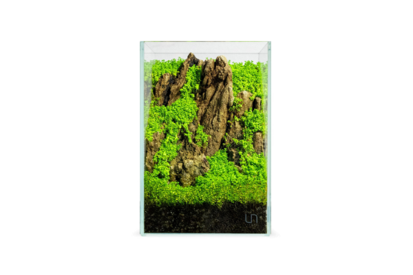 UNS 16T - 1.6 Gallon Ultra Clear Rimless Aquarium Rimless Tanks - Buce Plant