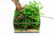 Clear glass UNS 25S 2.1-gallon rimless aquarium by Ultum Nature Systems, showcasing its sleek, ultra-clear design.