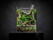 Rimless UNS 35E Foresta Integrated Paludarium V2 tank by Ultum Nature Systems with lush aquatic and terrestrial plants visible inside