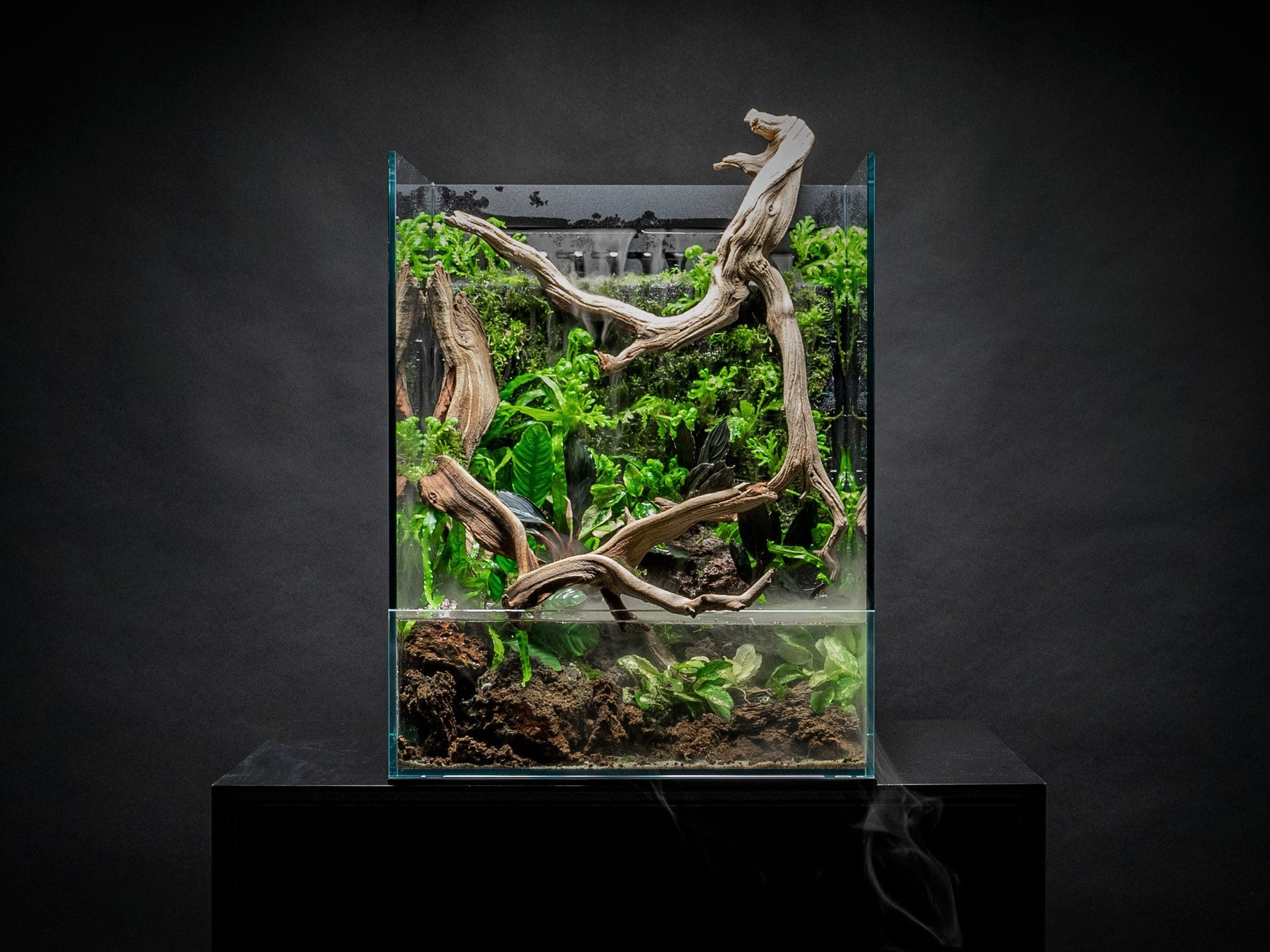 UNS 35E - Foresta Integrated Paludarium — Buce Plant