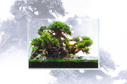 UNS 3N - 2.9 Gallon Ultra Clear Rimless Aquarium Rimless Tanks - Buce Plant