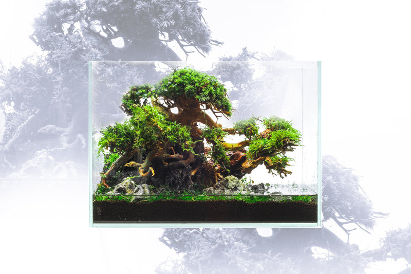 UNS 3N - 2.9 Gallon Ultra Clear Rimless Aquarium Rimless Tanks - Buce Plant