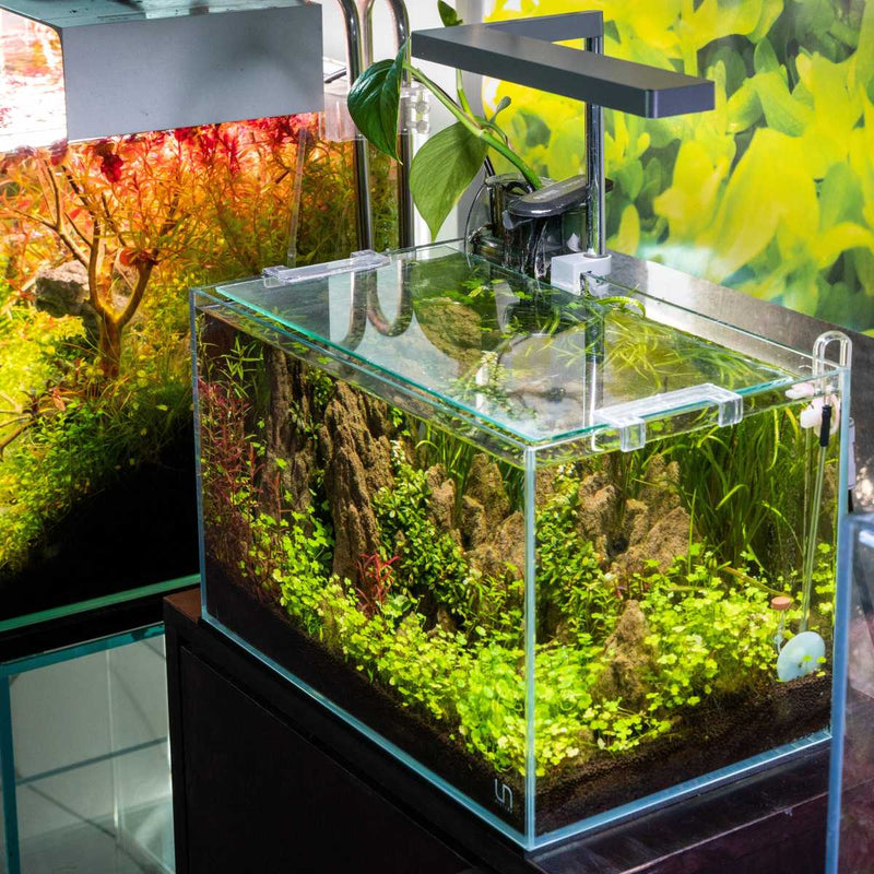 UNS 5N - 4.6 Gallon Ultra Clear Rimless Aquarium Rimless Tanks - Buce Plant
