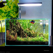 UNS 5N - 4.6 Gallon Ultra Clear Rimless Aquarium Rimless Tanks - Buce Plant