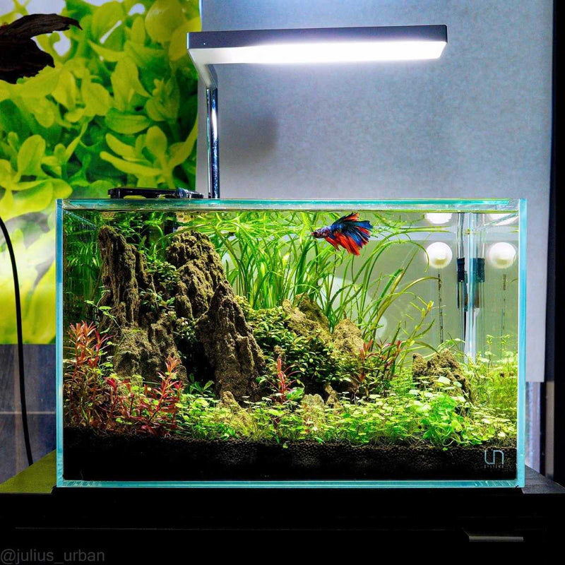 UNS 5N - 4.6 Gallon Ultra Clear Rimless Aquarium Rimless Tanks - Buce Plant