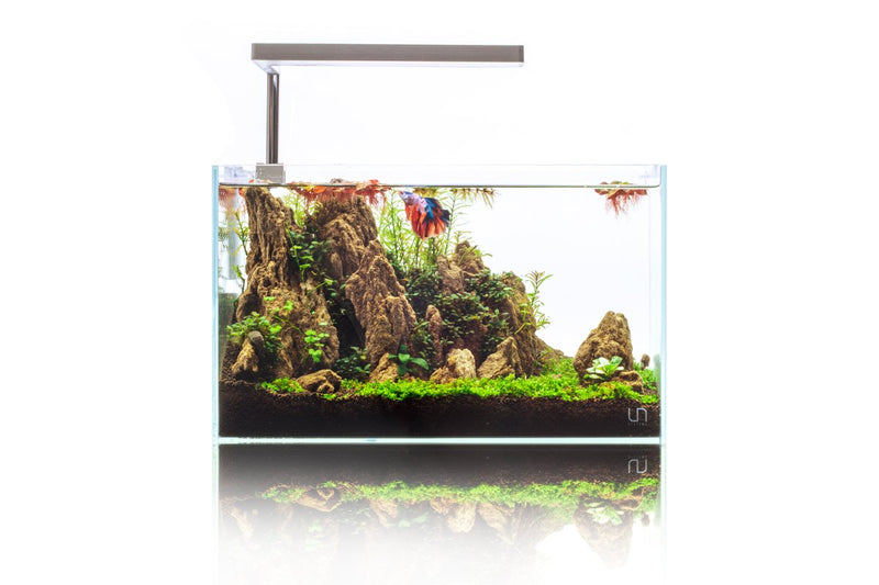 UNS 5N - 4.6 Gallon Ultra Clear Rimless Aquarium Rimless Tanks - Buce Plant
