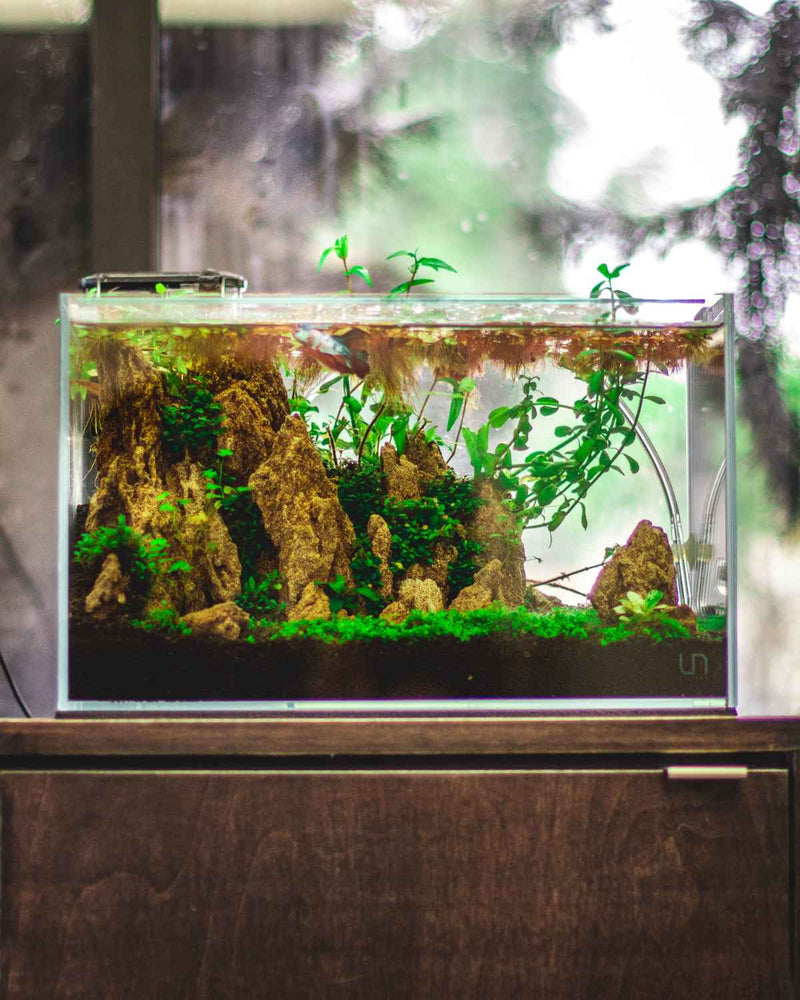 UNS 5N - 4.6 Gallon Ultra Clear Rimless Aquarium Rimless Tanks - Buce Plant