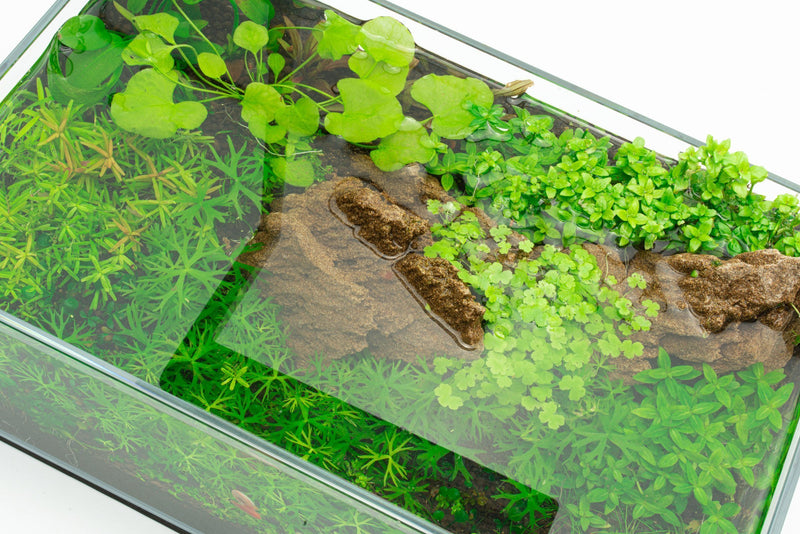 Ultra clear 2.5-gallon rimless aquarium by Ultum Nature Systems, showcasing a sleek, minimalist design with transparent glass.