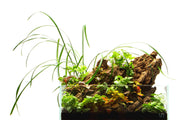 Ultra clear 2.5-gallon rimless aquarium by Ultum Nature Systems, showcasing sleek, transparent glass design for freshwater or saltwater use.