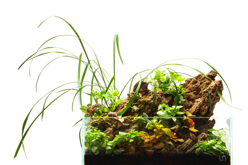 Ultra clear 2.5-gallon rimless aquarium by Ultum Nature Systems, showcasing sleek, transparent glass design for freshwater or saltwater use.