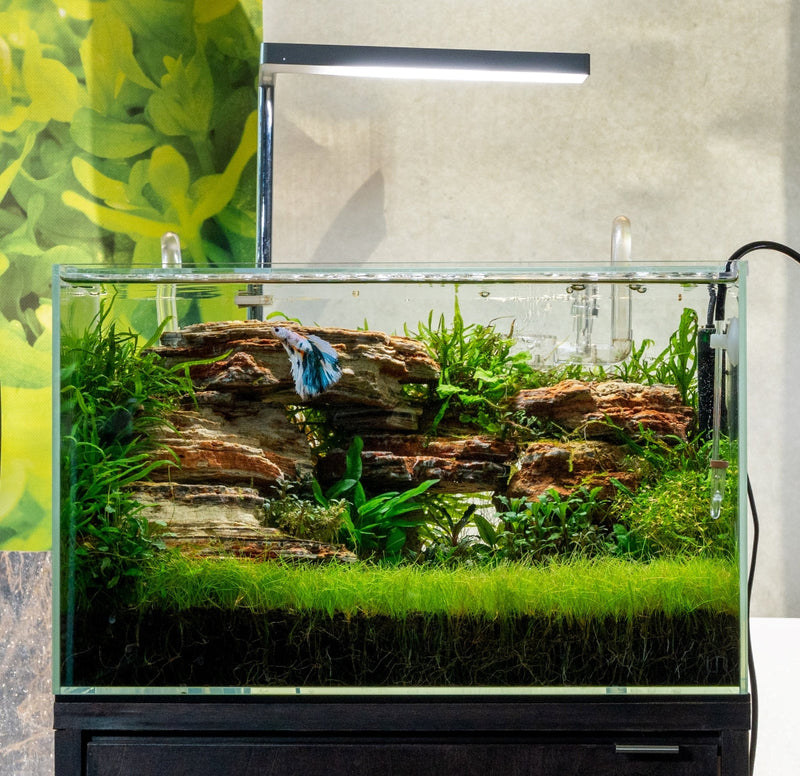 UNS Controsoil Black Substrate - Buce Plant
