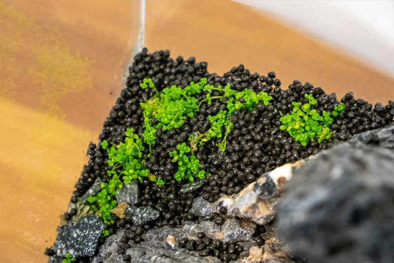 UNS Controsoil Black Substrate - Buce Plant