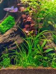 UNS Controsoil Brown Substrate - Buce Plant