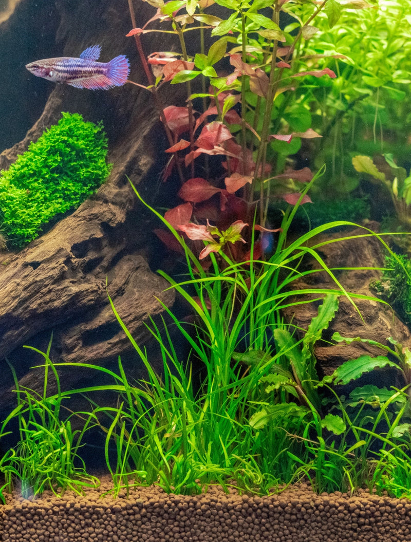 UNS Controsoil Brown Substrate - Buce Plant