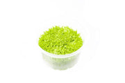 Utricularia Graminifolia Aquatic Farmer Tissue Culture Aquatic Plant - Buce Plant