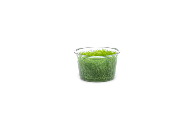 Utricularia Graminifolia Tissue Culture - Small Cup Aquatic Plant - Buce Plant