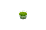Utricularia Graminifolia Tissue Culture - Small Cup Aquatic Plant - Buce Plant