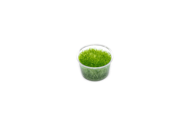 Utricularia Graminifolia Tissue Culture - Small Cup Aquatic Plant - Buce Plant
