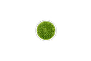 Utricularia Graminifolia Tissue Culture - Small Cup Aquatic Plant - Buce Plant