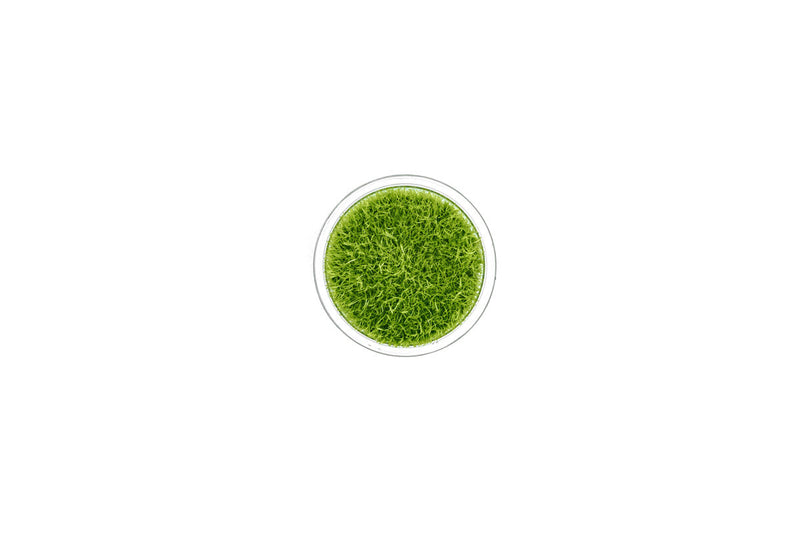 Utricularia Graminifolia Tissue Culture - Small Cup Aquatic Plant - Buce Plant