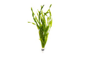 Vallisneria Americana Aquatic Plant - Buce Plant