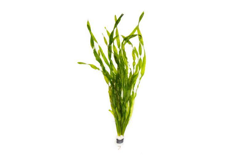 Vallisneria Americana Aquatic Plant - Buce Plant
